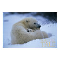 Arctic Tale posters