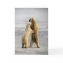 Arctic Waltz cards