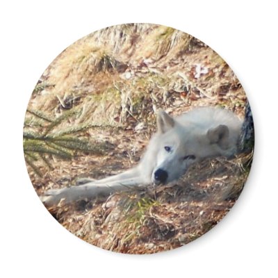Arctic Wolf #2 Refrigerator Magnet by almedic104