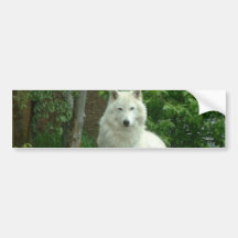 Arctic Wolf Bumper Sticker