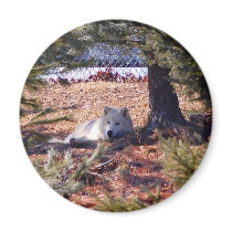 Arctic Wolf magnets by almedic104 Arctic Wolf magnets