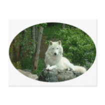 Arctic Wolf Postcard