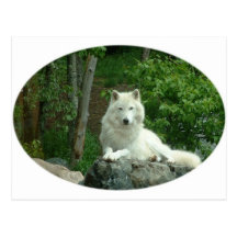 Arctic Wolf Postcard