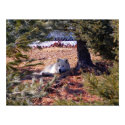 Arctic Wolf posters by almedic104 Arctic Wolf posters