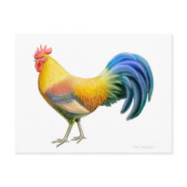 Ardenner Rooster Postcard