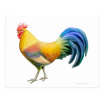 Ardenner Rooster Postcard