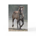 Ardennes foal birthday card