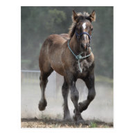 Ardennes foal post cards