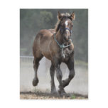 Ardennes foal post cards