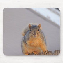 Ardilla de Fox Alfombrillas De Raton
