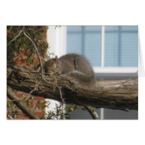 Ardilla el dormir tarjetas