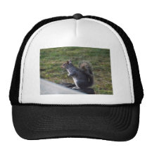 Ardilla gris gorra