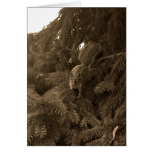 Ardilla roja en sepia tarjetón