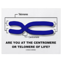 Are You At The Centromere Or Telomere Of Life? Flyer