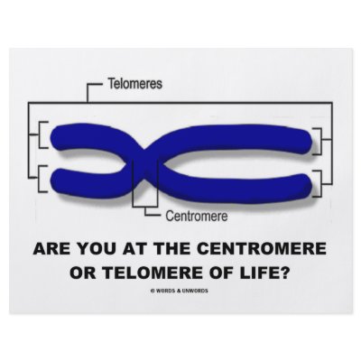 Are You At The Centromere Or Telomere Of Life? Flyer by wordsunwords