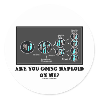 Haploid Meiosis