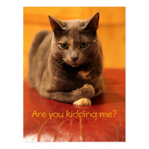 are-you-kidding-me-postcard-zazzle