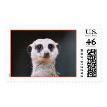 Are you talking to me ? Meerkat stamp