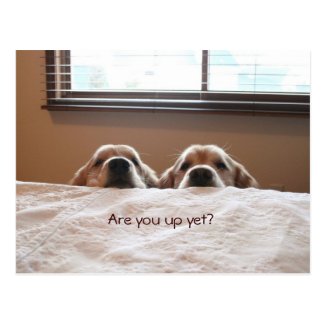 Are You Up Yet Golden Retriever Postcard
