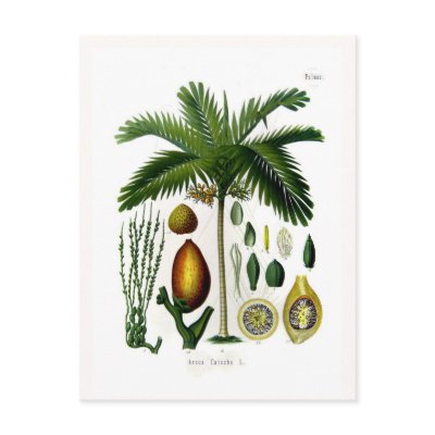 Areca catechu (betel nut palm) postcard by Botany_Boy