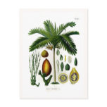 Areca catechu (betel nut palm) postcard