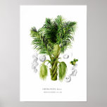 Arenga sacchifera print