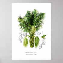 Arenga sacchifera print