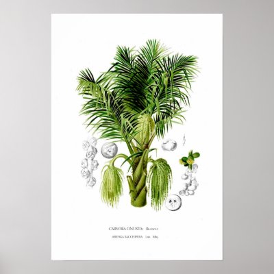 Arenga sacchifera print by Botany_Boy