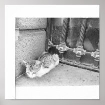 artsprojekt, cat, kitten, argentina, kitty, street, street cat, cats, cross street, Argentina (disambiguation), felis domesticus, Argentine (disambiguation), young mammal, Federalism, local street, Provinces of Argentina, true cat, local road, Hispanophone, back street, Brazil, side street, autonomous city, felis catus, Argentine Antarctica, high street, Antártica, house cat, British Antarctic Territory, domestic cat, Falkland Islands sovereignty dispute, main street, thoroughfare, Andes, alleyway, mountain range, mews, Paraguay, Poster with custom graphic design