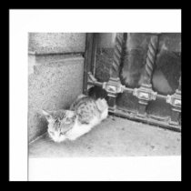 Argentina street cat posters