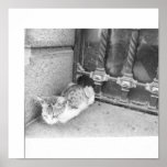 Argentina street cat posters