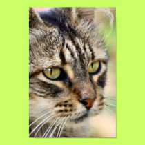 Argentine feral cat posters