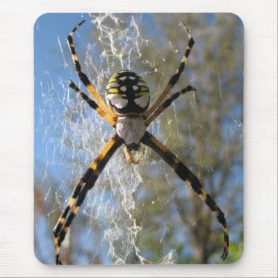 Argiope spider mouse pads by scarrman