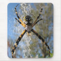 Argiope spider mousepads