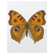 Argus Butterfly Personalized Flyer