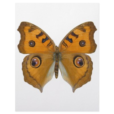 Argus Butterfly Personalized Letterhead by Bigboy20769