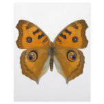 Argus Butterfly Personalized Letterhead