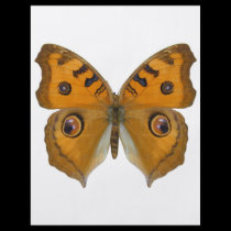 Argus Butterfly flyers