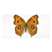 Argus Butterfly Photo Greeting Card