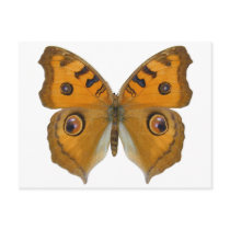 Argus Butterfly Post Cards