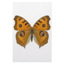 Argus Butterfly Stationery Paper
