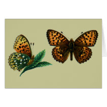 Argynnis aglaja cards