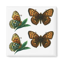 Argynnis aglaja magnets