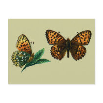 Argynnis aglaja postcards