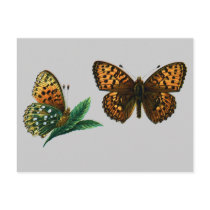 Argynnis aglaja postcards