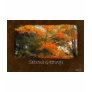Ariana Autumn Leaves 2 Se... Ariana Autumn Leaves 2 Se...