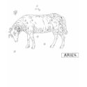 Aries t-shirts