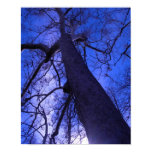 Arizona Birch Poster