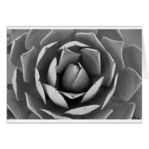 Arizona cactus cards
