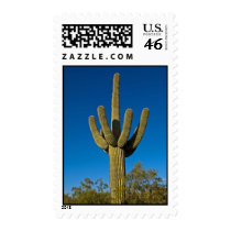 Arizona Cactus Postage Stamp 3997